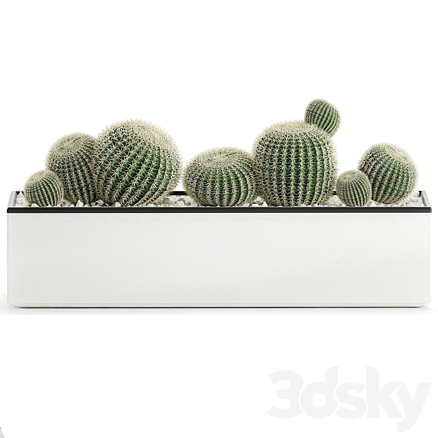 Collection of cacti in a white flowerpot flowerbed with echinocactus. round cactus. Barrel cactus. Set 583. 3DSMax File - thumbnail 2