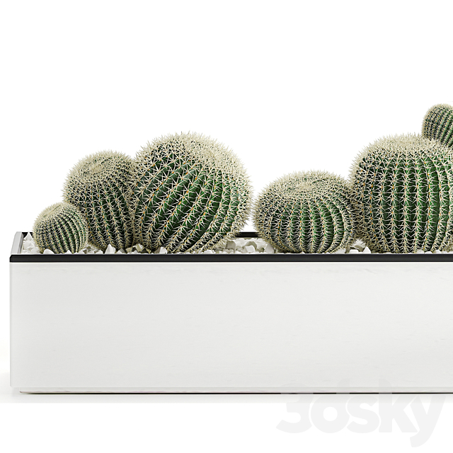 Collection of cacti in a white flowerpot flowerbed with echinocactus. round cactus. Barrel cactus. Set 583. 3DSMax File - thumbnail 3