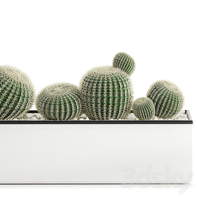 Collection of cacti in a white flowerpot flowerbed with echinocactus. round cactus. Barrel cactus. Set 583. 3DSMax File - thumbnail 4