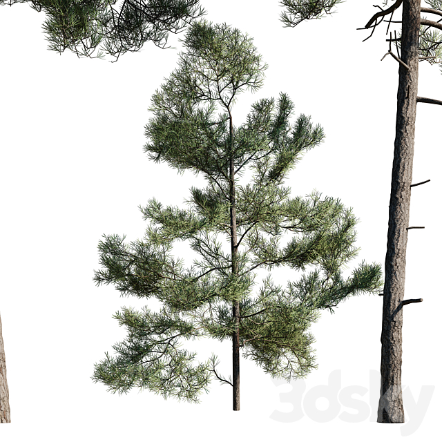 Turkish Pine (Calabrian) Pinus brutia Set 3d
