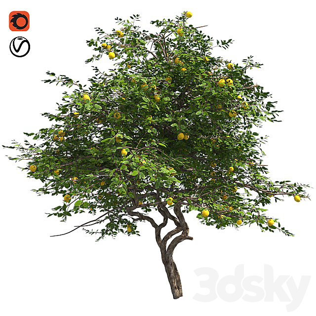 Lemon Tree with fruits and blossom 3DSMax File - thumbnail 1
