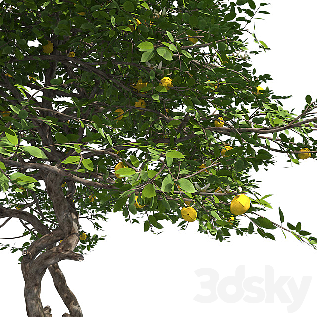 Lemon Tree with fruits and blossom 3DSMax File - thumbnail 4