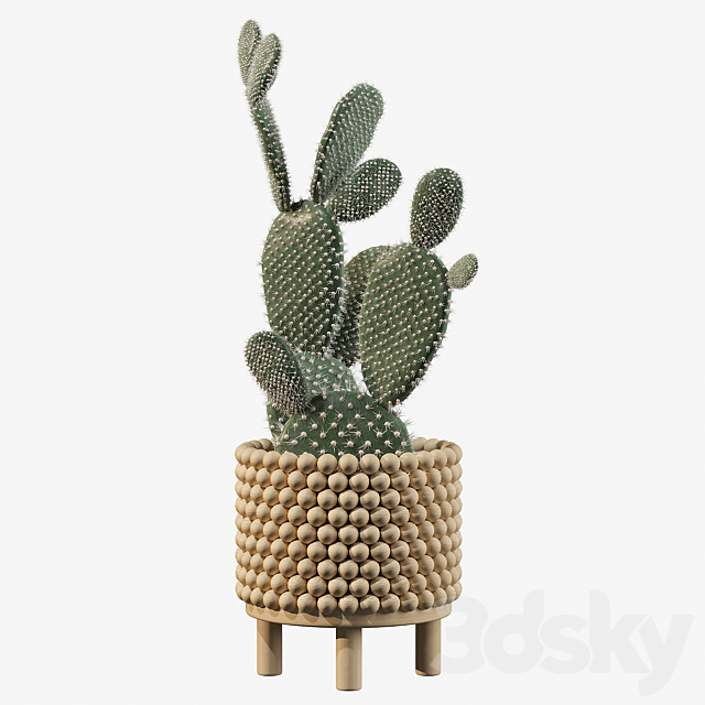 Plants collection 038 - Opuntia microdasys 03 3d
