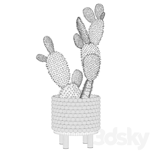 Plants collection 038 - Opuntia microdasys 03 3dsky
