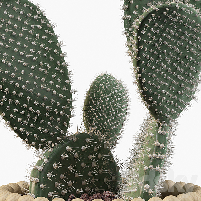 Plants collection 038 - Opuntia microdasys 03 3dskyfree