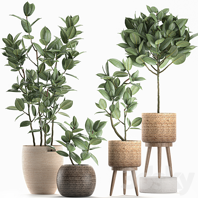 Collection of small ornamental trees in rattan baskets on legs with ficus elastic. Set 606. 3DSMax File - thumbnail 1
