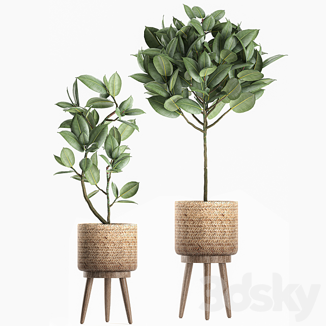 Collection of small ornamental trees in rattan baskets on legs with ficus elastic. Set 606. 3DSMax File - thumbnail 3