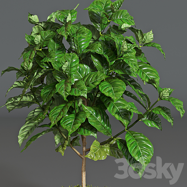Coffee tree 3d