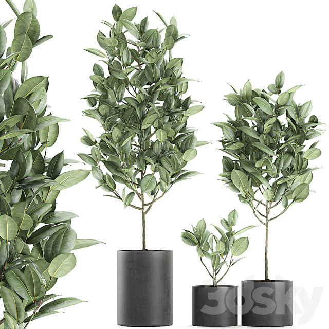 A collection of small ornamental trees in concrete black pots with ficus elastic handles. Set 609. 3d