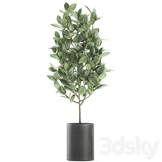 A collection of small ornamental trees in concrete black pots with ficus elastic handles. Set 609. 3dsky