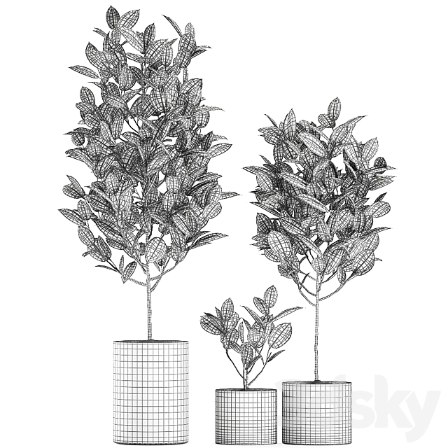 A collection of small ornamental trees in concrete black pots with ficus elastic handles. Set 609. 3dskyfree