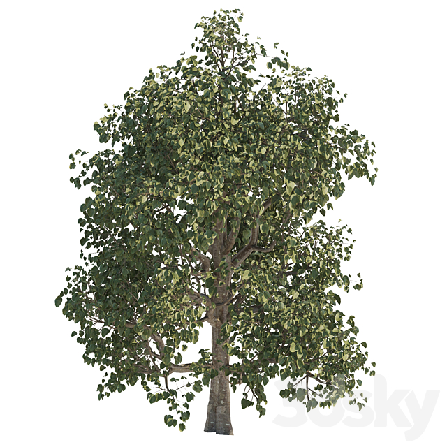 Three trees 3d