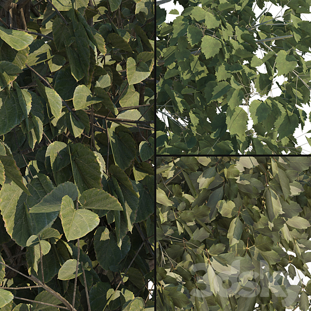 Three trees 3dsky