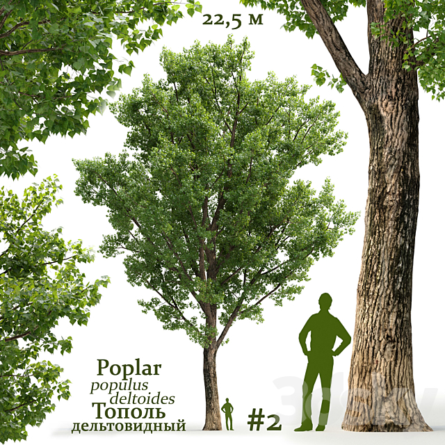 Poplar _ Populus deltoides #2 3DSMax File - thumbnail 1