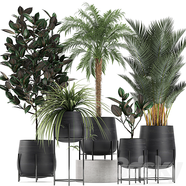 Collection of small plants in black pots on legs with Date palm. ficus. Chlorophytum. Abidjan. Set 627. 3DSMax File - thumbnail 1