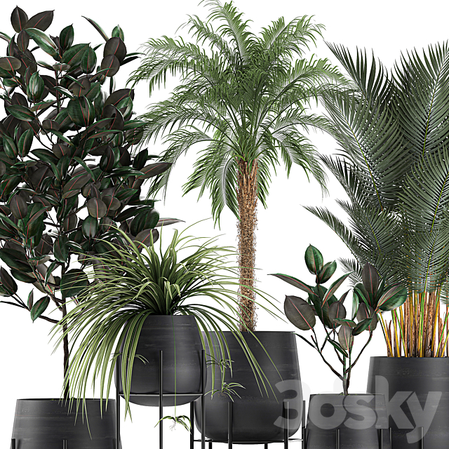 Collection of small plants in black pots on legs with Date palm. ficus. Chlorophytum. Abidjan. Set 627. 3DSMax File - thumbnail 2