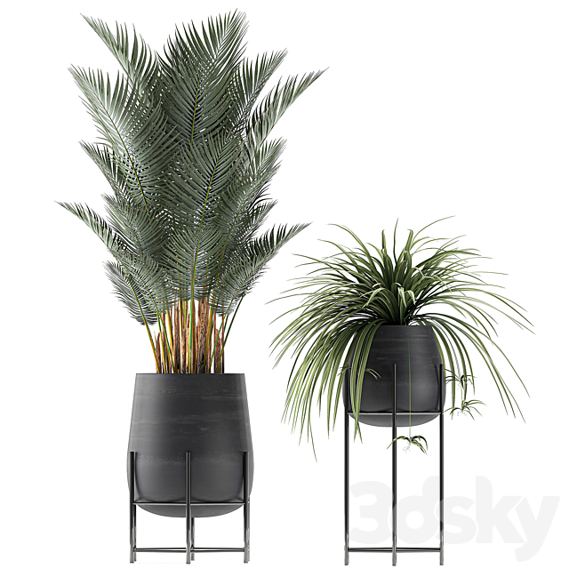 Collection of small plants in black pots on legs with Date palm. ficus. Chlorophytum. Abidjan. Set 627. 3DSMax File - thumbnail 3