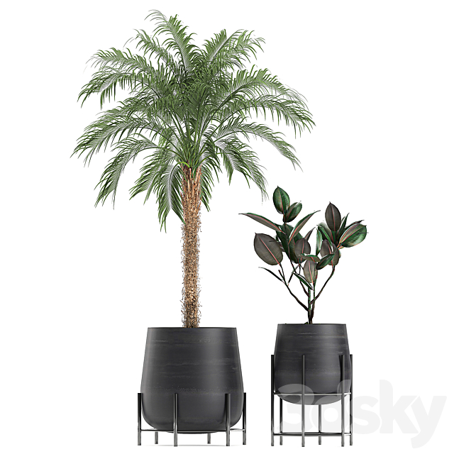 Collection of small plants in black pots on legs with Date palm. ficus. Chlorophytum. Abidjan. Set 627. 3DSMax File - thumbnail 4