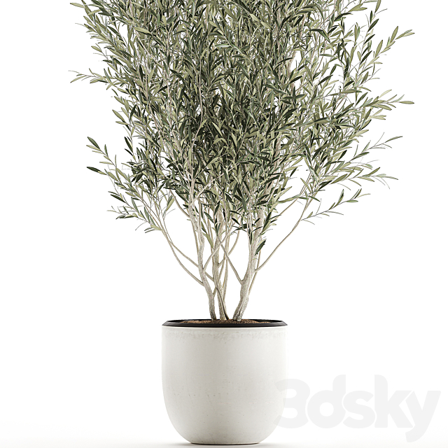 A beautiful little decorative olive tree in a white pot with handles. Set 645. 3d