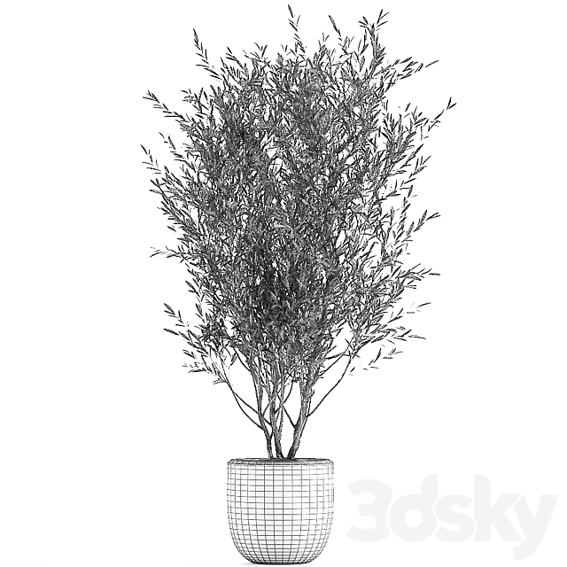 A beautiful little decorative olive tree in a white pot with handles. Set 645. 3dskyfree
