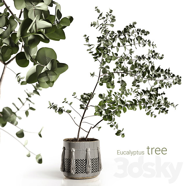 Eucalyptus tree 3DSMax File - thumbnail 1