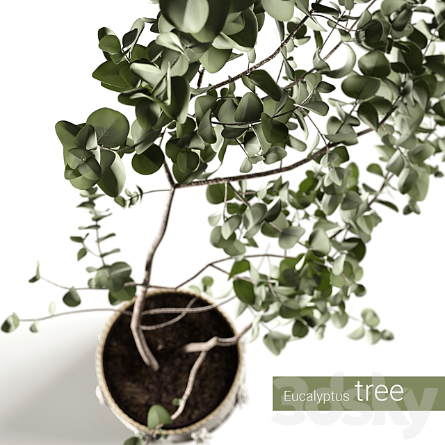 Eucalyptus tree 3DSMax File - thumbnail 2