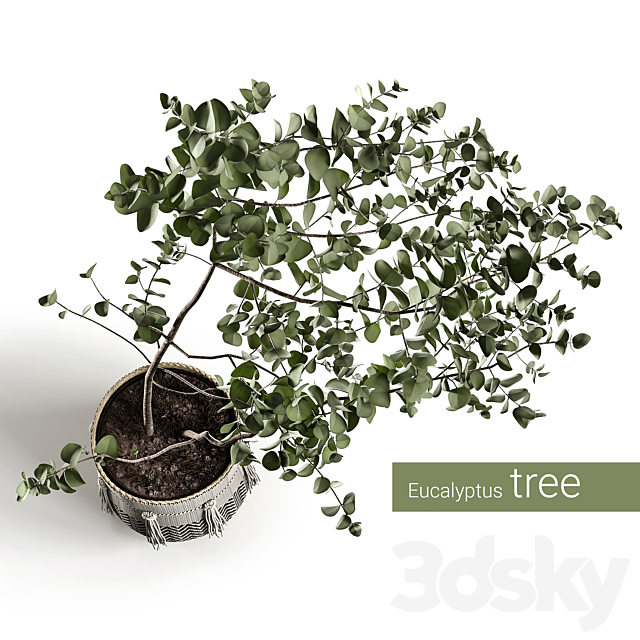 Eucalyptus tree 3DSMax File - thumbnail 3