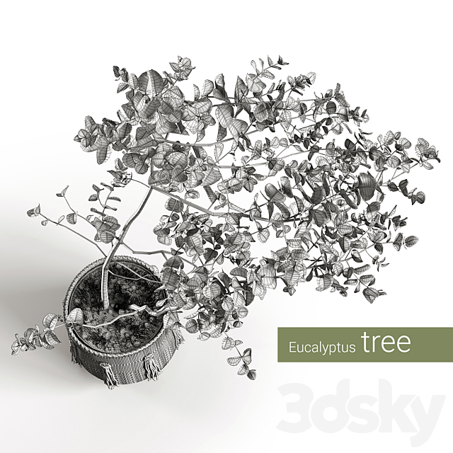Eucalyptus tree 3DSMax File - thumbnail 4