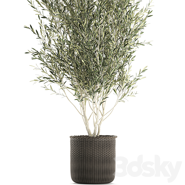A beautiful little decorative olive tree in a wicker basket. Set 651. 3DSMax File - thumbnail 2
