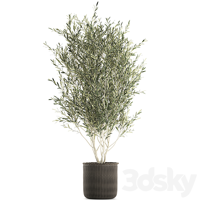 A beautiful little decorative olive tree in a wicker basket. Set 651. 3DSMax File - thumbnail 3