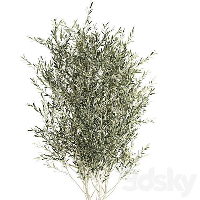 A beautiful little decorative olive tree in a wicker basket. Set 651. 3DSMax File - thumbnail 4