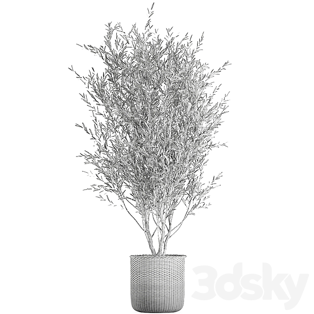 A beautiful little decorative olive tree in a wicker basket. Set 651. 3DSMax File - thumbnail 5