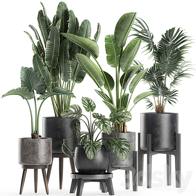 Collection of small beautiful plants in black pots on legs with Banana palm. strelitzia. monstera. Set 659. 3DSMax File - thumbnail 1