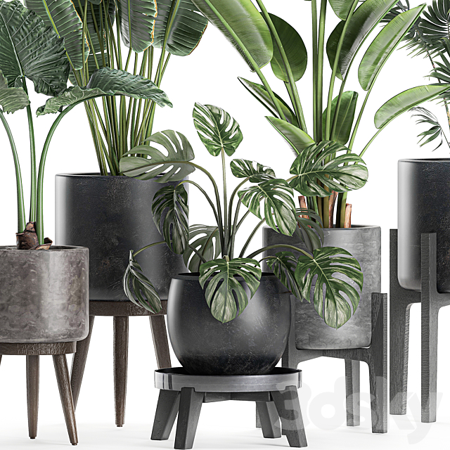 Collection of small beautiful plants in black pots on legs with Banana palm. strelitzia. monstera. Set 659. 3DSMax File - thumbnail 2