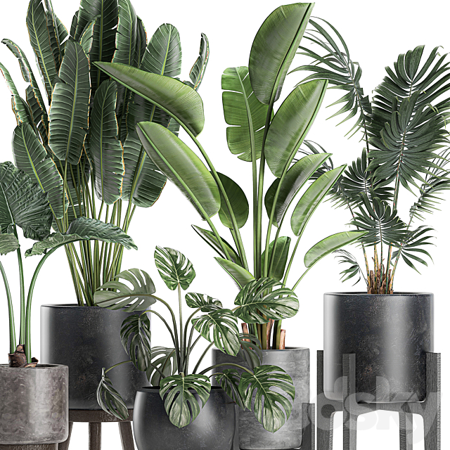 Collection of small beautiful plants in black pots on legs with Banana palm. strelitzia. monstera. Set 659. 3DSMax File - thumbnail 3