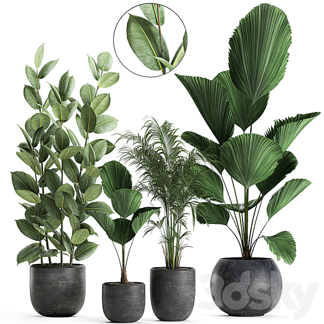 Collection of small beautiful plants in black pots with Licuala. palm. ficus. Set 664. 3DSMax File - thumbnail 1