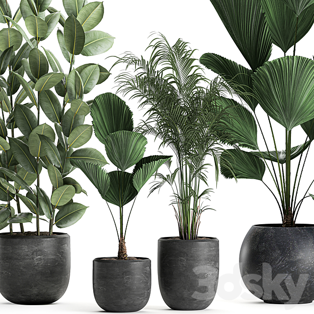 Collection of small beautiful plants in black pots with Licuala. palm. ficus. Set 664. 3DSMax File - thumbnail 2