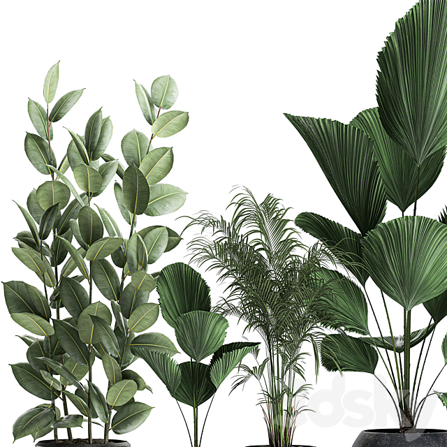 Collection of small beautiful plants in black pots with Licuala. palm. ficus. Set 664. 3DSMax File - thumbnail 3