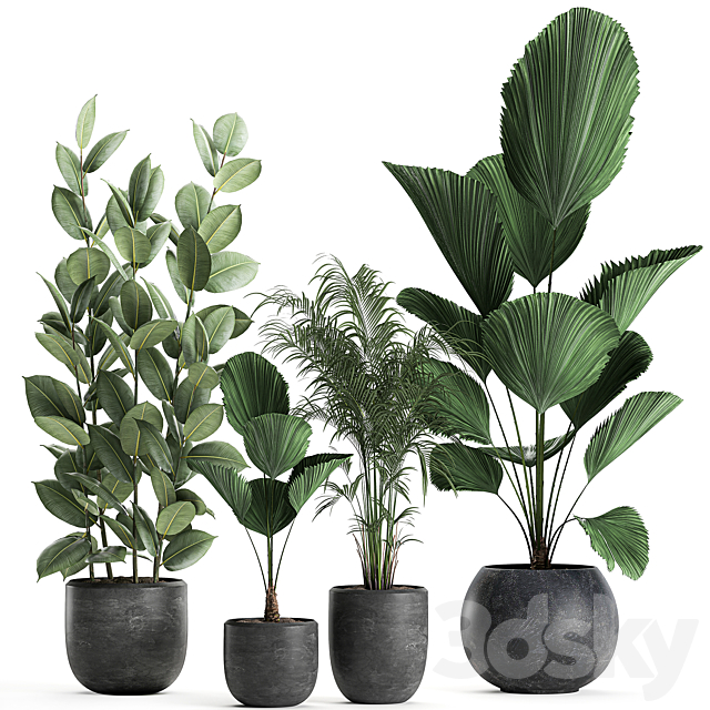 Collection of small beautiful plants in black pots with Licuala. palm. ficus. Set 664. 3DSMax File - thumbnail 4