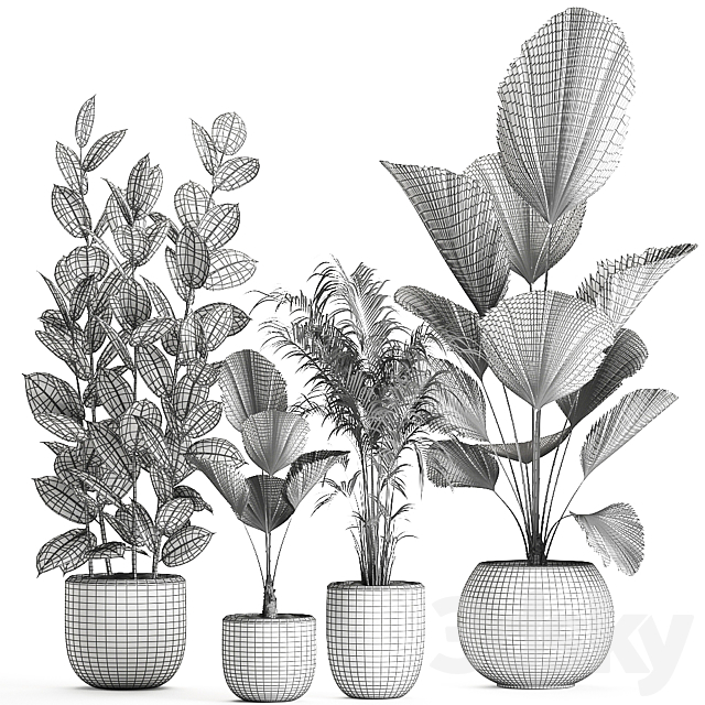 Collection of small beautiful plants in black pots with Licuala. palm. ficus. Set 664. 3DSMax File - thumbnail 5