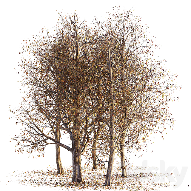 Collection of dry autumn trees 001 3d