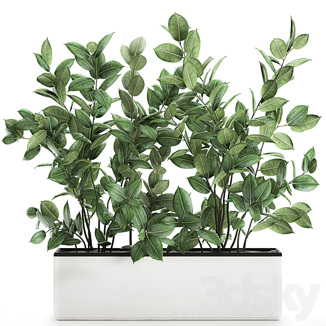 Plant Ficus elastica 675. Thickets. ornamental tree. white pot. flowerpot. Scandinavian style. bushes 3DSMax File - thumbnail 1