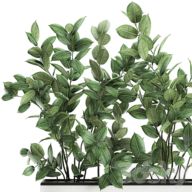 Plant Ficus elastica 675. Thickets. ornamental tree. white pot. flowerpot. Scandinavian style. bushes 3DSMax File - thumbnail 2