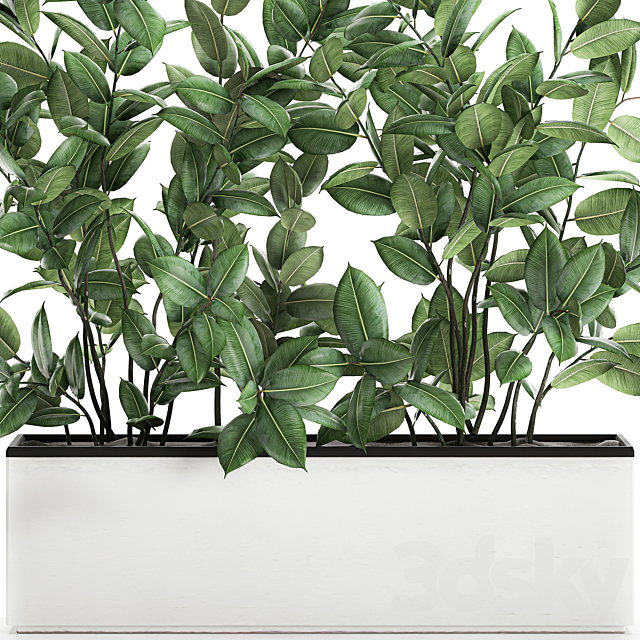 Plant Ficus elastica 675. Thickets. ornamental tree. white pot. flowerpot. Scandinavian style. bushes 3DSMax File - thumbnail 3