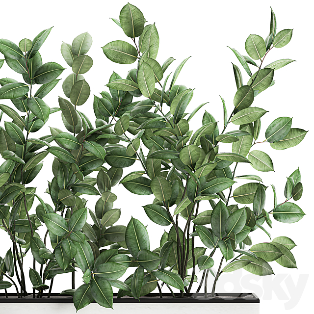 Plant Ficus elastica 675. Thickets. ornamental tree. white pot. flowerpot. Scandinavian style. bushes 3DSMax File - thumbnail 4