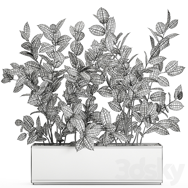 Plant Ficus elastica 675. Thickets. ornamental tree. white pot. flowerpot. Scandinavian style. bushes 3DSMax File - thumbnail 5