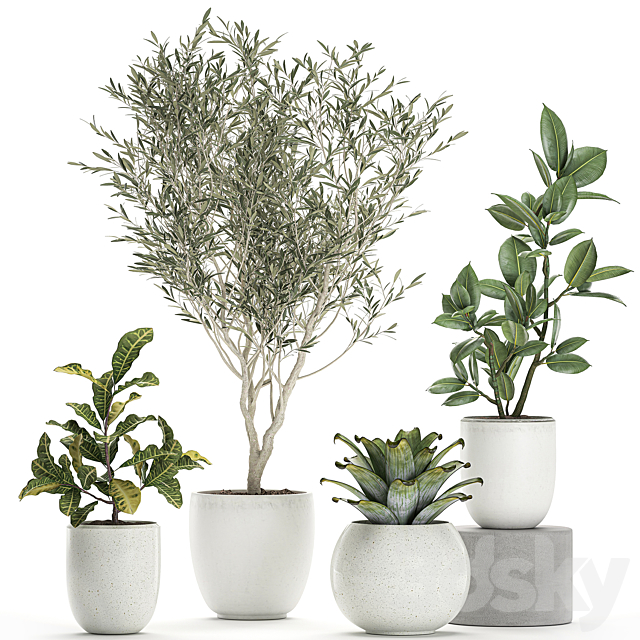 Collection of small ornamental plants in white pots with Olive tree. ficus. croton. bromelia. sapling. Set 676 3DSMax File - thumbnail 1