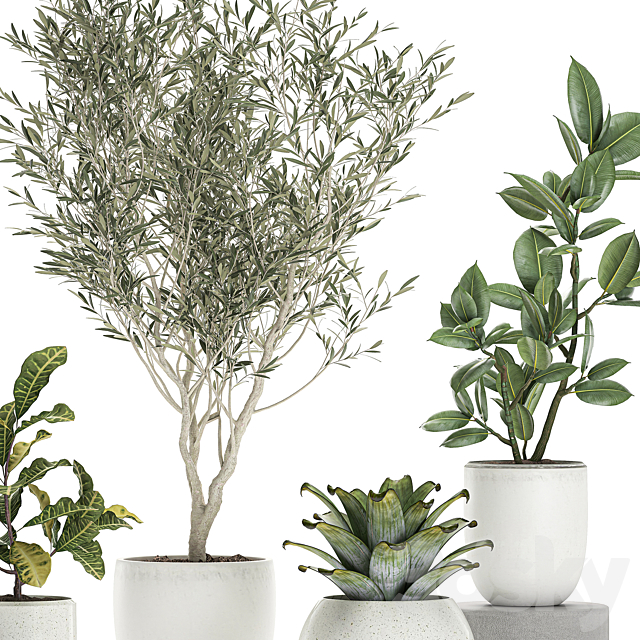 Collection of small ornamental plants in white pots with Olive tree. ficus. croton. bromelia. sapling. Set 676 3DSMax File - thumbnail 2