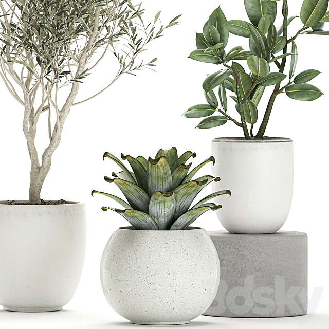 Collection of small ornamental plants in white pots with Olive tree. ficus. croton. bromelia. sapling. Set 676 3DSMax File - thumbnail 3