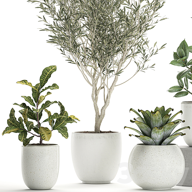 Collection of small ornamental plants in white pots with Olive tree. ficus. croton. bromelia. sapling. Set 676 3DSMax File - thumbnail 4